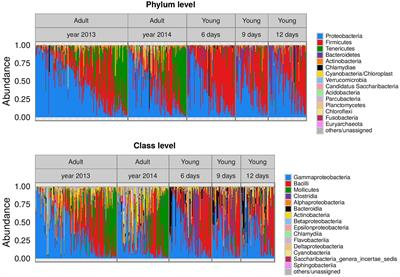 Temporal Stability and the Effect of Transgenerational Transfer on Fecal Microbiota Structure in a Long Distance Migratory Bird